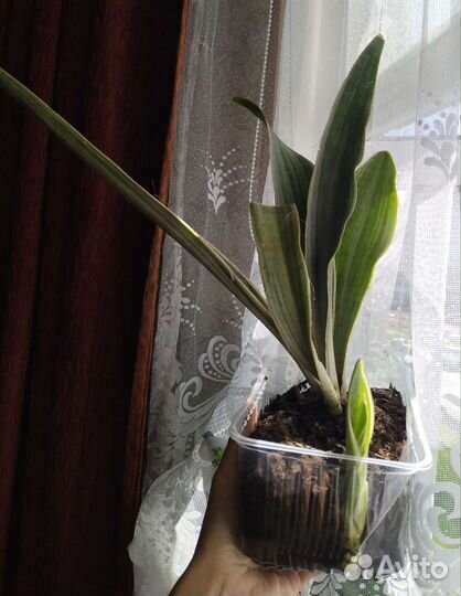 Сансевиерии Дракон Металлика
