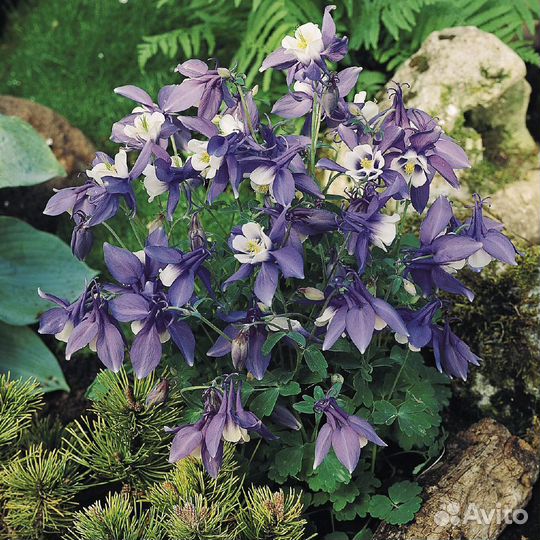 Аквилегия (Водосбор) голубая Spring Magic Navy And
