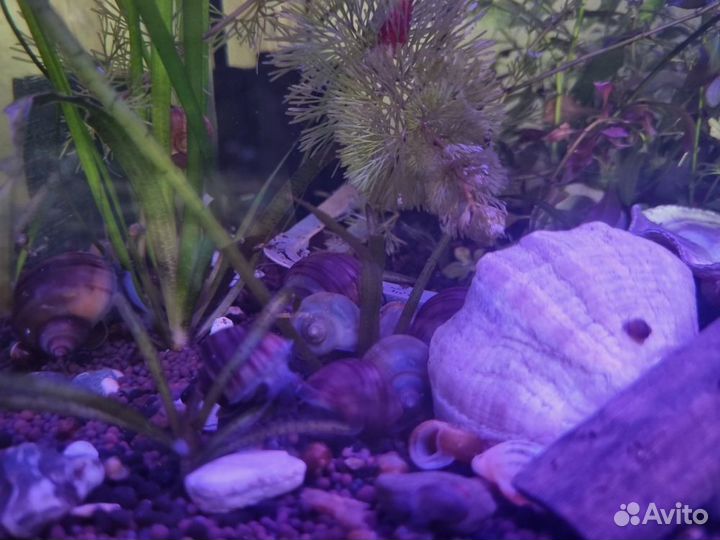 Улитки аквариумные ампулярии