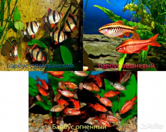 Данио, Скалярия, Барбус, Гурами, Тернеция, Мечики