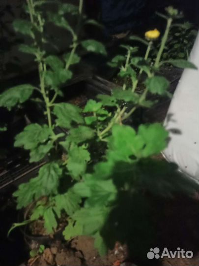 Хризантемы