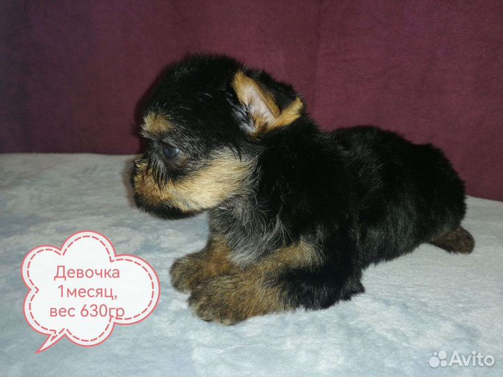 Йоркширский терьер