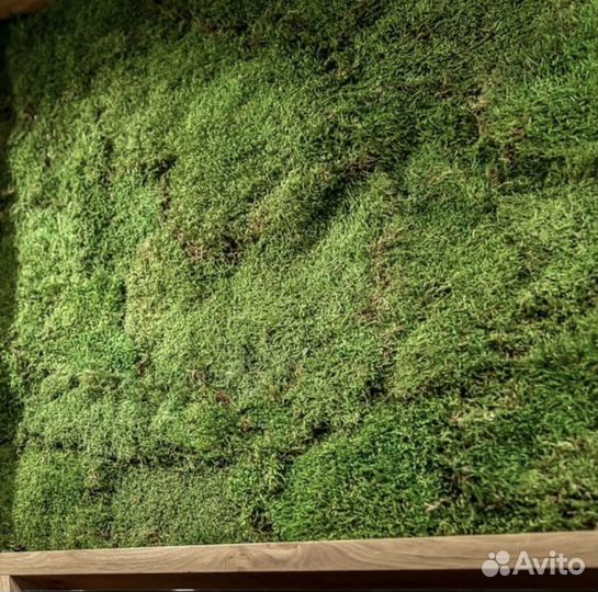 Фитопанно из мха пластового