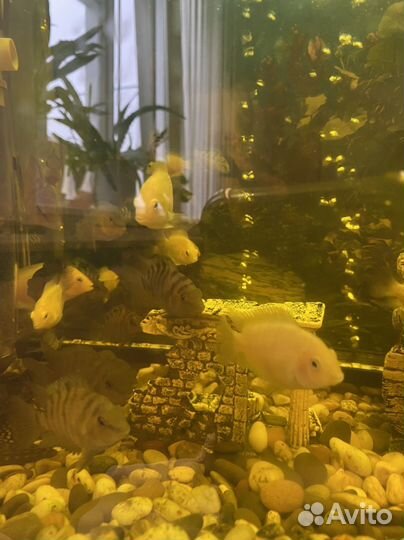 Аквариумные рыбы цихлиды