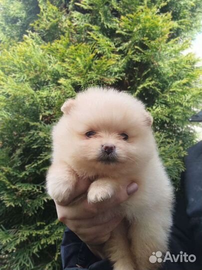 Щеночки щпица