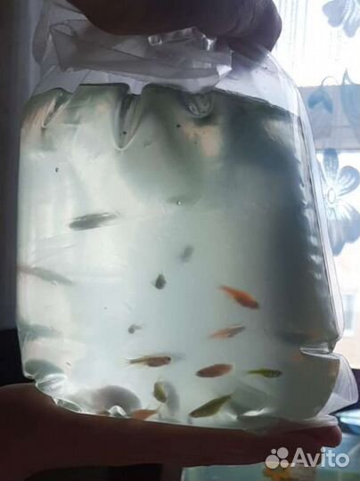 Рыбки Данио гло молодь