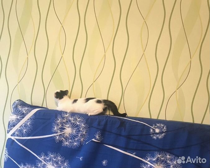 Котёнок