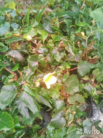 Бегонии ампельные и кустовые элатиор