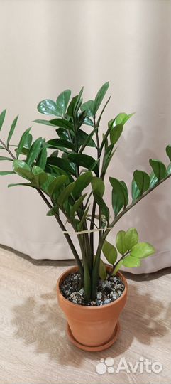 Замиокулькас