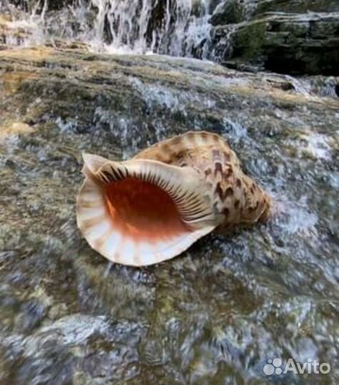 Раковина Харония Тритонис (Charonia tritonis)