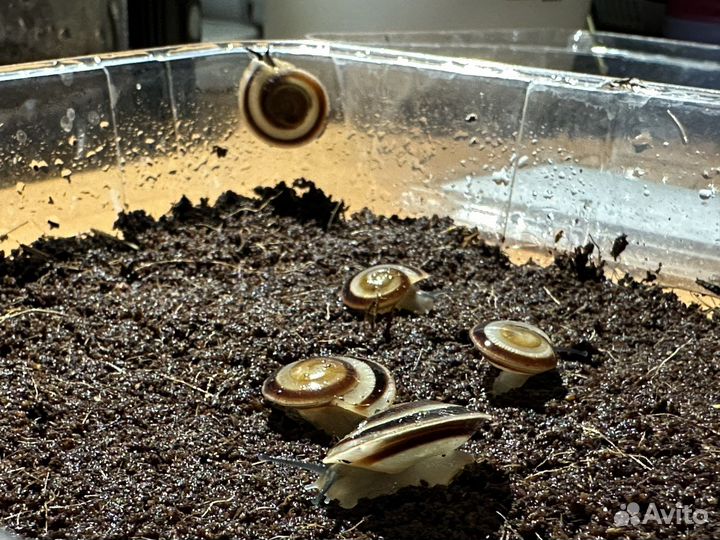 Улитки караколусы