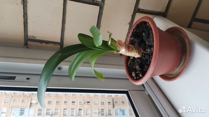 Кливия киноварная