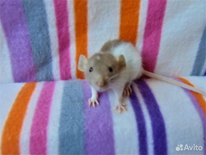 Крысы, крысята - дамбо, стандарт, клетки, гамак