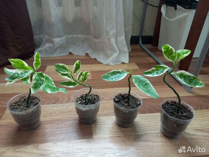 Педилантус