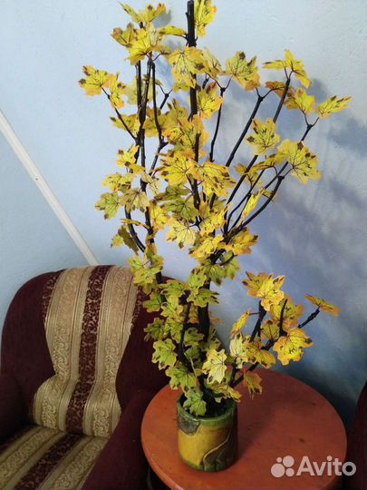 Деревцо. Клёна