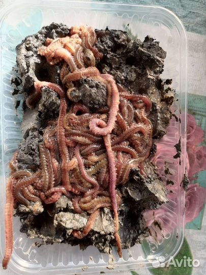 Морской червь св. только на заказ за сутки