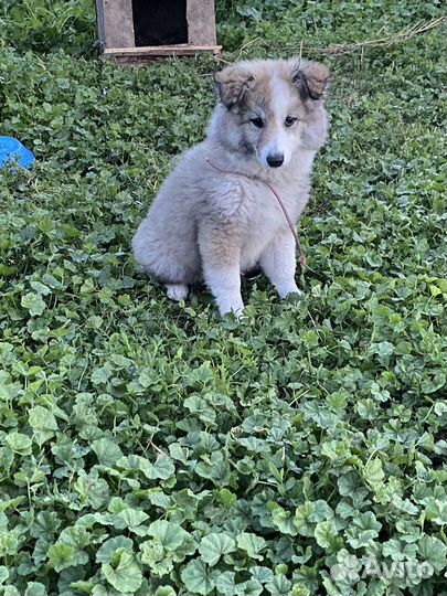 Отдам в добрые руки