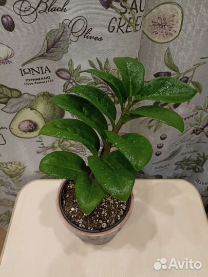 Замиокулькас Зензи