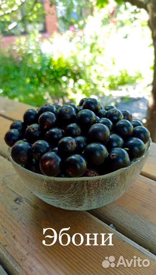 Чёрная смородина, саженцы