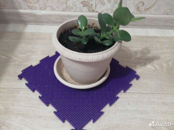 Красула толстянка