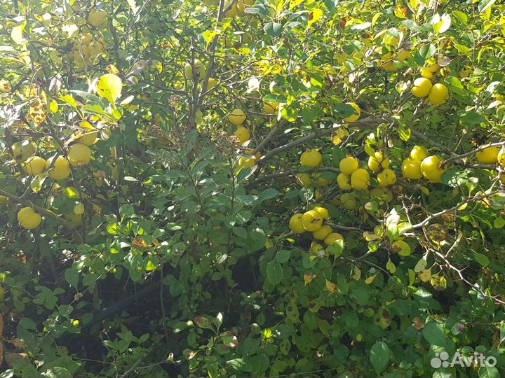 Айва японская, самосбор