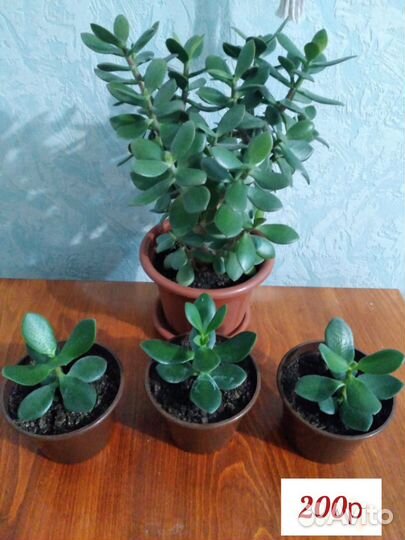 Красула (толстянка,денежное дерево)