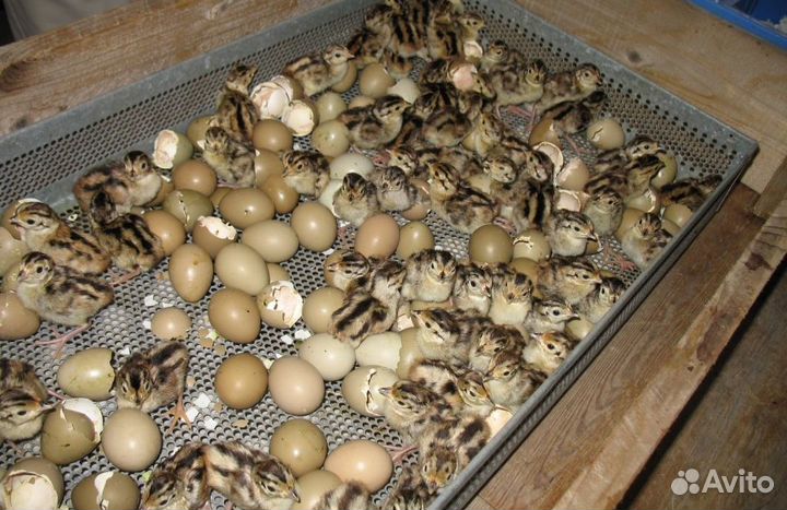 Инкубационное яйцо фазана всегда в наличии