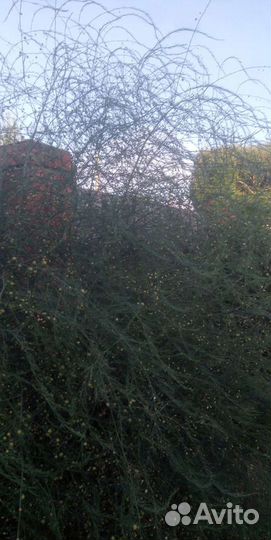 Травка в букеты