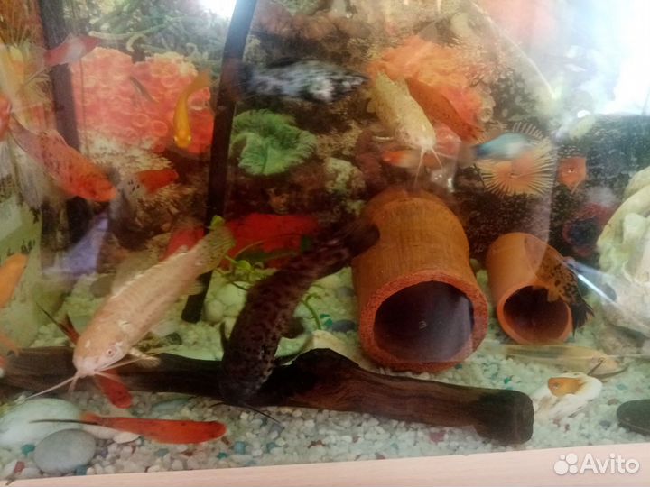 Аквариумные рыбки. Сомы Таракатумы