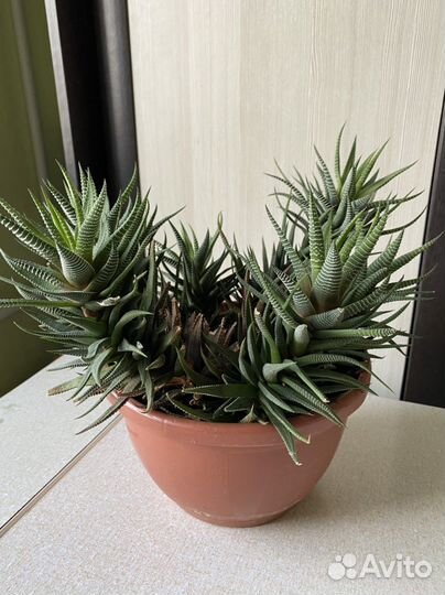 Хавортия полосатая