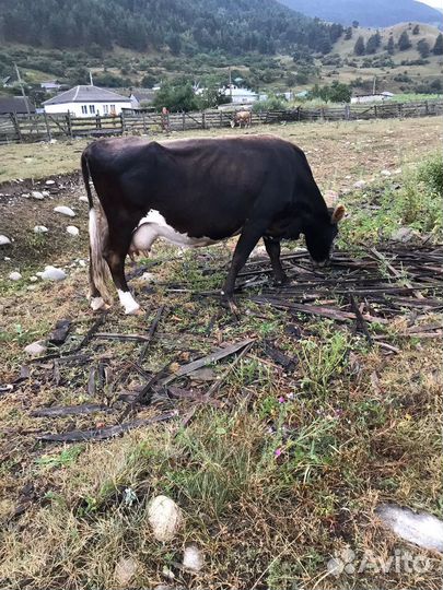 Коровы дойные молочные