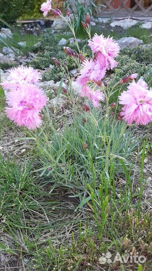 Гвоздика садовая махровая