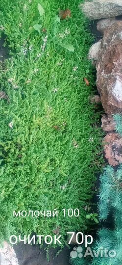 Многолетние дачные растения