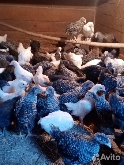 Молодняк несушек разных пород 2 мес