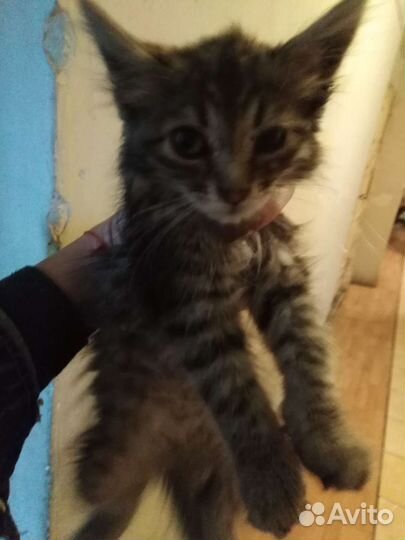 Кошка в дар бесплатно