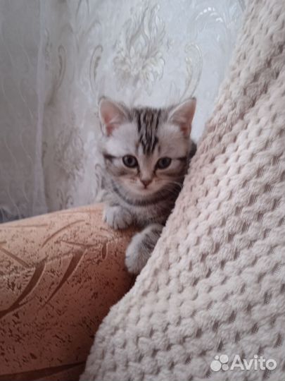 Шотландская