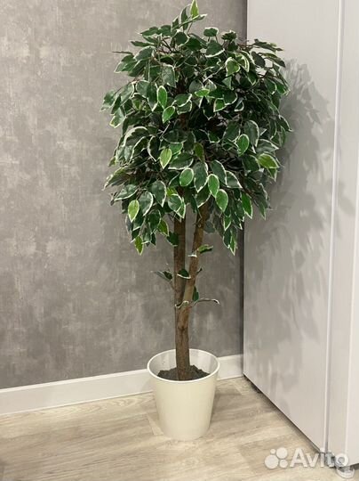 Искусственный фикус