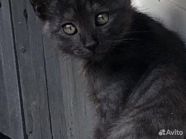 Котенок мальчик