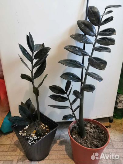 Замиокулькас черный равен