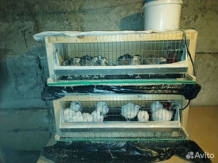 Клетки для перепелов бу