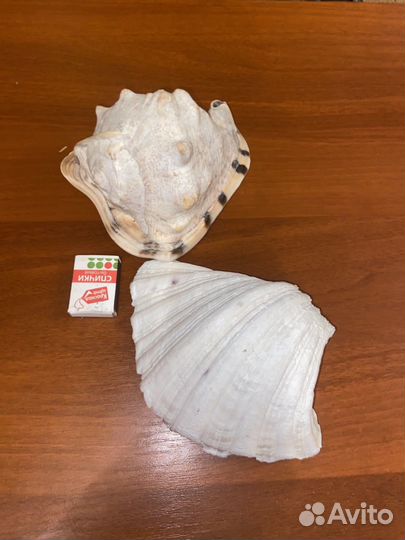 Морские поплавки кухтыли, балберы и раковины