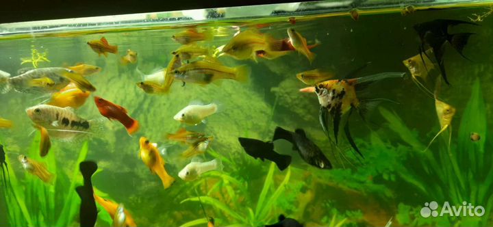 Теодоксус улитка