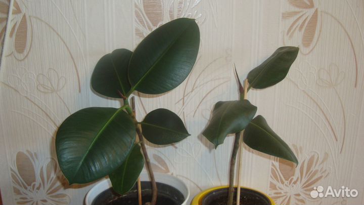 Фикусы небольшие