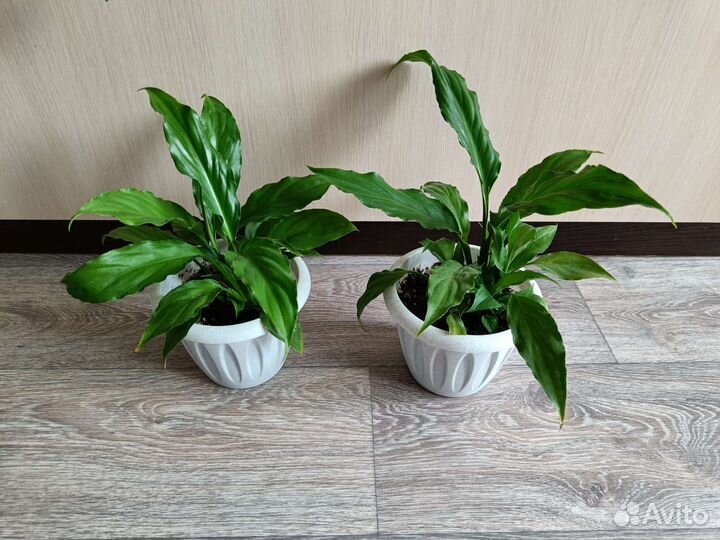 Спатифиллум Женское счастье