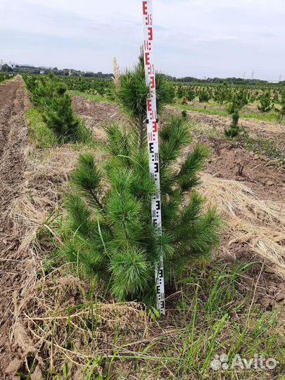 Кедр сибирский