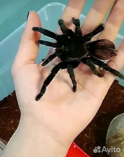 Пережержка животных, медицинский уход