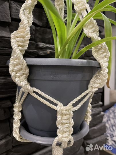 Хлорофитум в кашпо-макраме