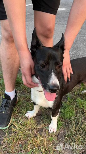 Отдам собаку бесплатно в добрые руки