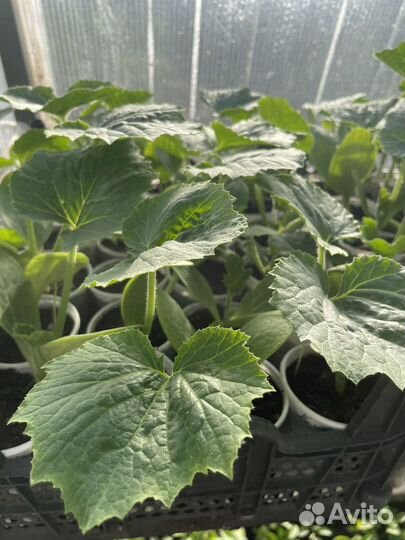 Рассада овощей