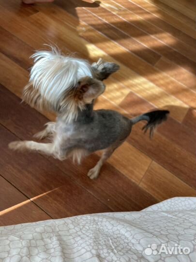 Йоркширский терьер мини мальчик